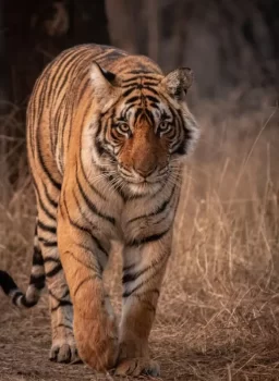 Jungle Safari